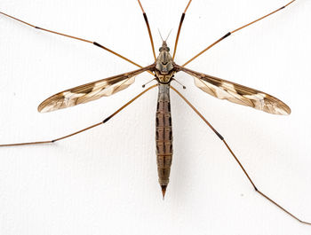 Close-up of insect over white background