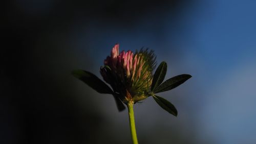 Close-up of flower blooming outdoors