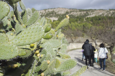 A cactus close up view in a field with some hikers walking on the road