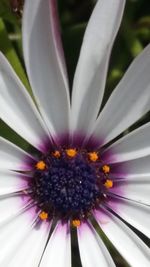 Close-up of white daisy flower