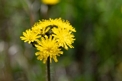 Close-up of yellow flowering plant