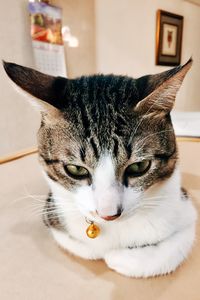 Close-up portrait of a cat