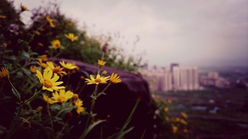 Close-up of flowers blooming in park