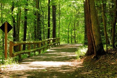 Trees in forest