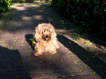 Portrait of dog