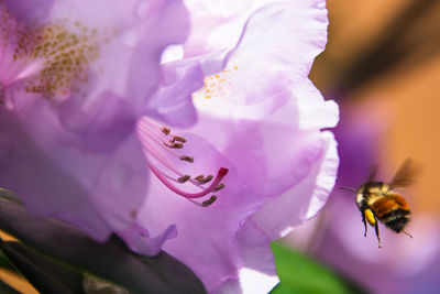 Close-up of bee pollinating on pink flower