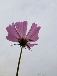 Low angle view of cosmos flower against sky