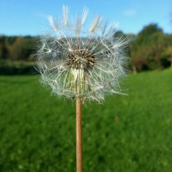 dandelion