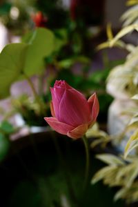 Close-up of pink rose
