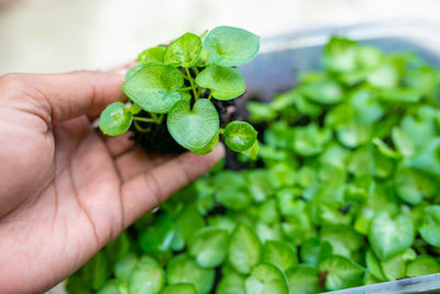 Cropped hand holding plant