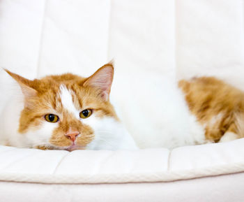 Close-up portrait of cat relaxing at home