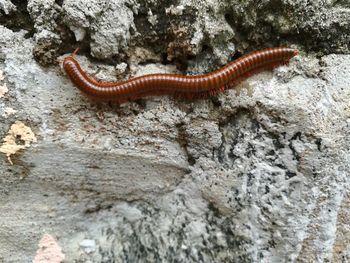High angle view of lizard on rock