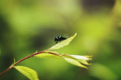 Close-up of insect on plant