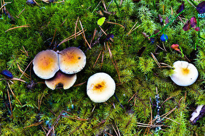 Close-up of mushroom growing on field