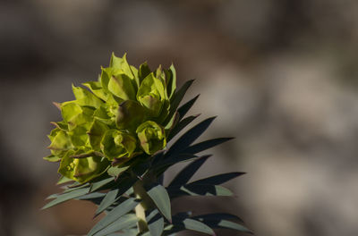 Close-up of plant