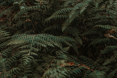 Close-up of palm tree