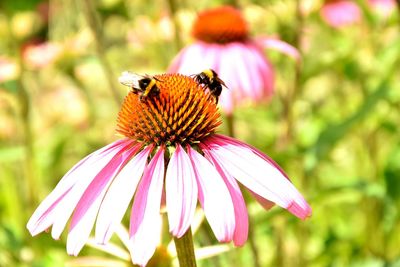 Close-up of honey bee on purple coneflower