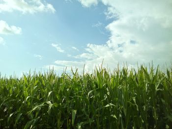 Crops growing on field against sky