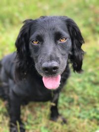 Portrait of black dog