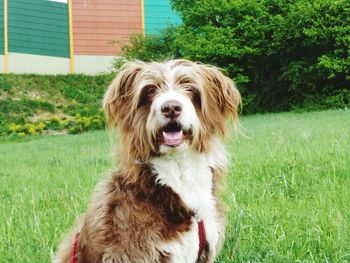 Portrait of dog on field