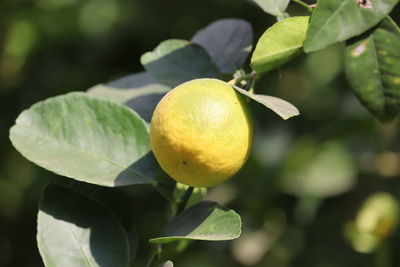 Close-up of fruits lemon on tree