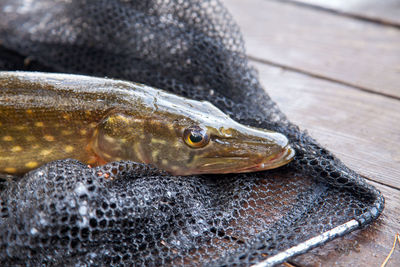 Close-up of fish