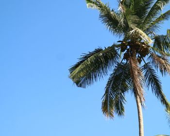 Low angle view of palm tree against clear blue sky