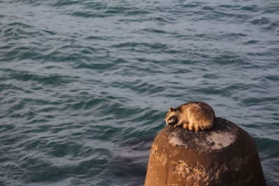  raccoon with physical injury sleeping with sea view