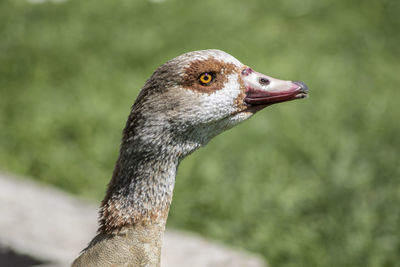 Close-up of a bird looking away