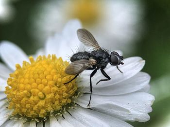 Close-up of fly on flower