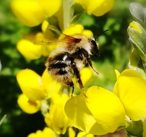 Close-up of bee on yellow flower