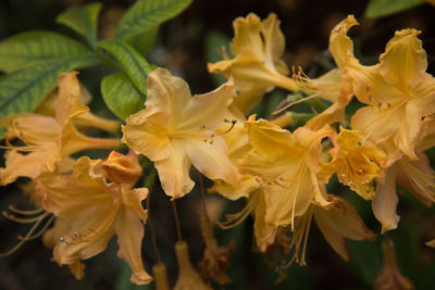 Close-up of yellow flowering plant