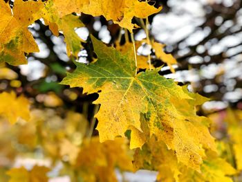 Close-up of yellow maple leaves on tree during autumn