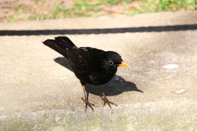 Black bird perching on a field