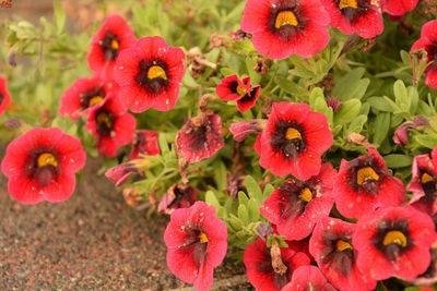 High angle view of red flowering plants