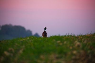 Bird perching on a field at sunset 