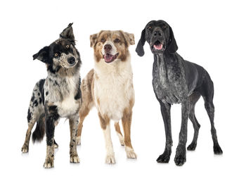 Portrait of dogs against white background