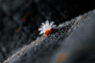 Close-up of frozen fruit