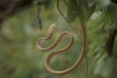 Close-up of snake on branch