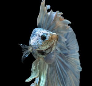 Close-up of fish underwater