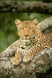 View of a cat on rock