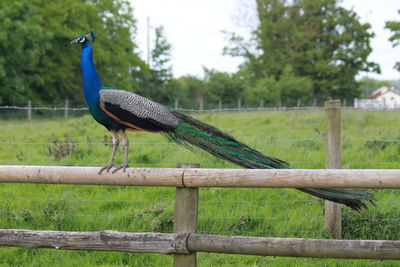 Peacock perching on fence