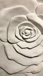 Detail shot of white rose