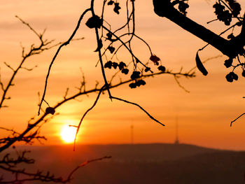 Close-up of silhouette tree against sea during sunset