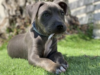 Portrait of dog sitting on field