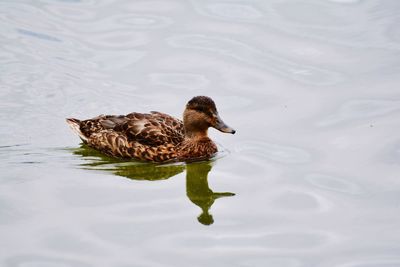 High angle view of mallard duck swimming on lake