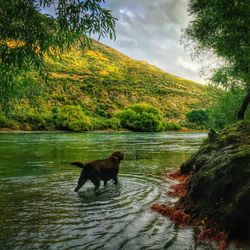 Dog standing in water