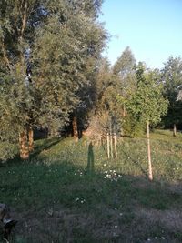 Trees on field against sky