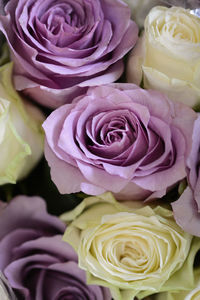 Close-up of fresh rose bouquet