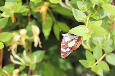Close-up of butterfly pollinating flower
